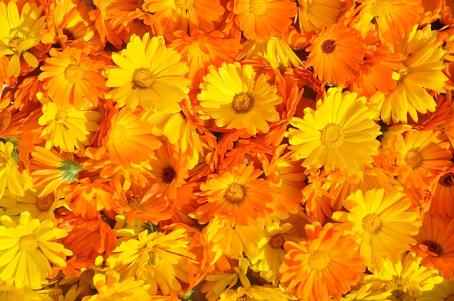 fill the frame photography of yellow flowers, marigold, calendula officinalis, HD wallpaper