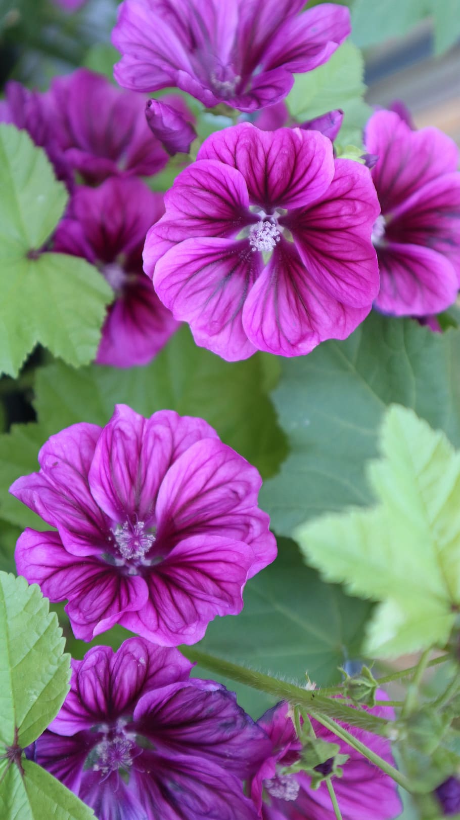 flower, purple, pink, blossom, bloom, purple flower, plant HD wallpaper