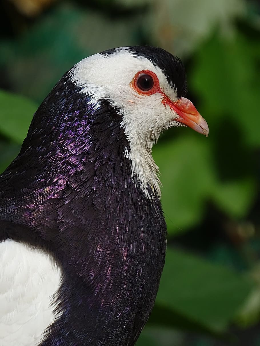 pigeon, feather, shine, bird, beak, the breeding of pigeons HD wallpaper