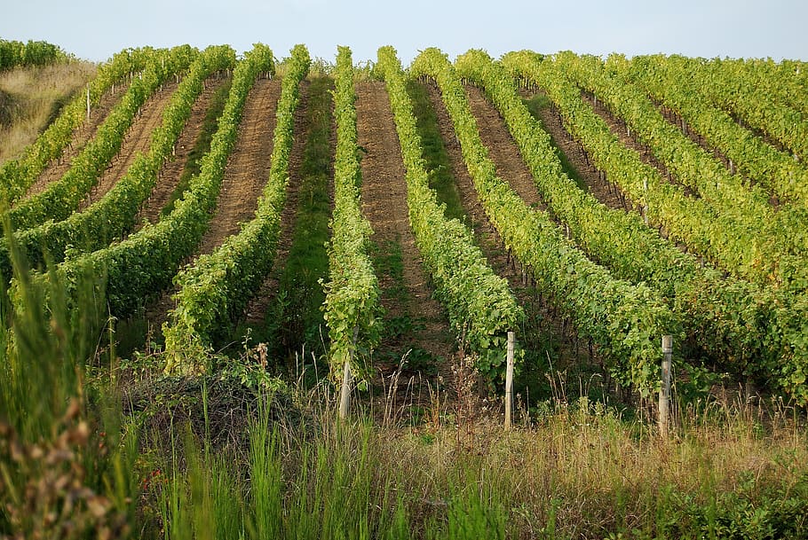 HD wallpaper: vineyards, loire, france, growth, plant, green color ...