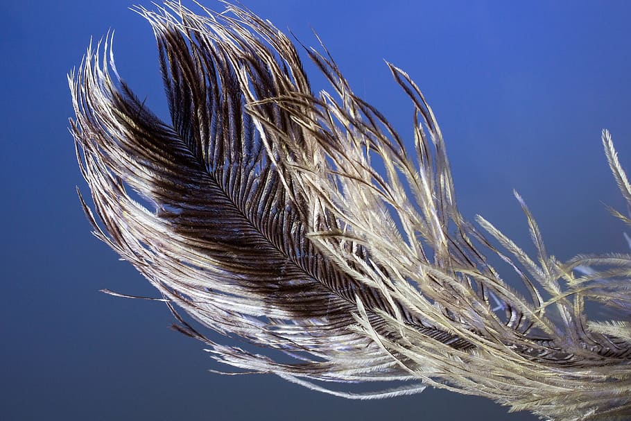 strauss spring, feather, ease, close, bird feather, spring dress HD wallpaper