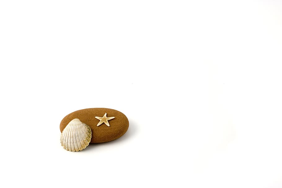 seashell and oval brown stone on white surface, star, fish HD wallpaper