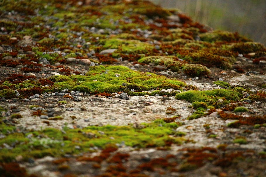 Moss, Lichen, Stone Wall, weathered, nature, no people, outdoors HD wallpaper