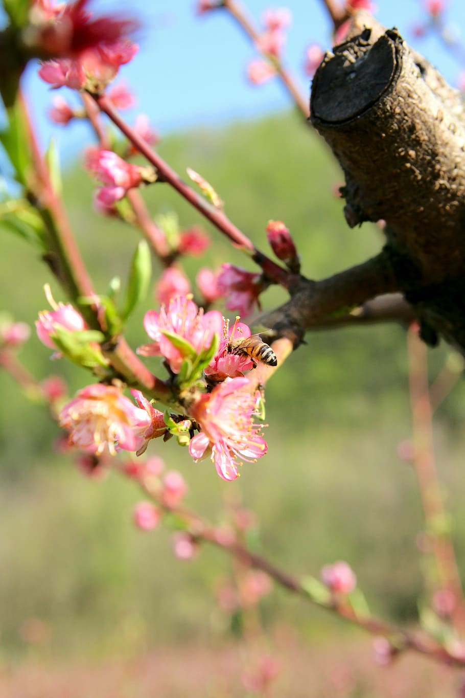 bee, blossom, bloom, peach, spring, pink, insect, close, peach blossom HD wallpaper