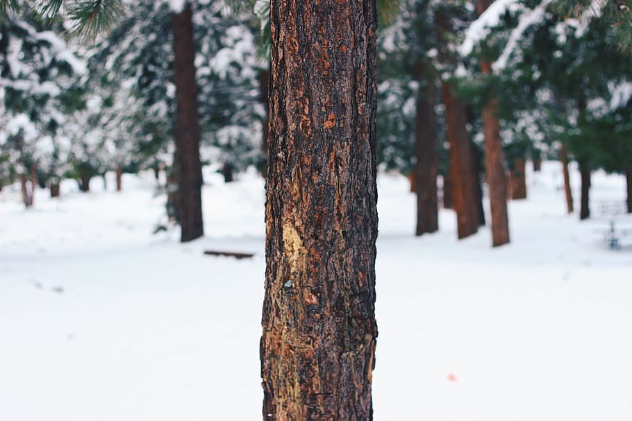 selective focus photography of tree bark, brown tree trunk, Natural HD wallpaper