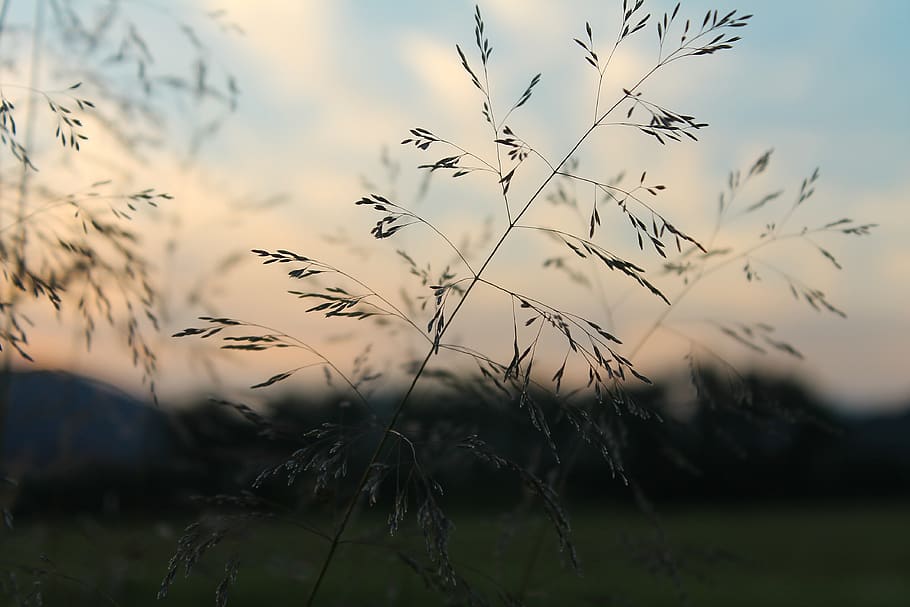 grass, in the evening, twilight, plant, growth, sky, beauty in nature HD wallpaper