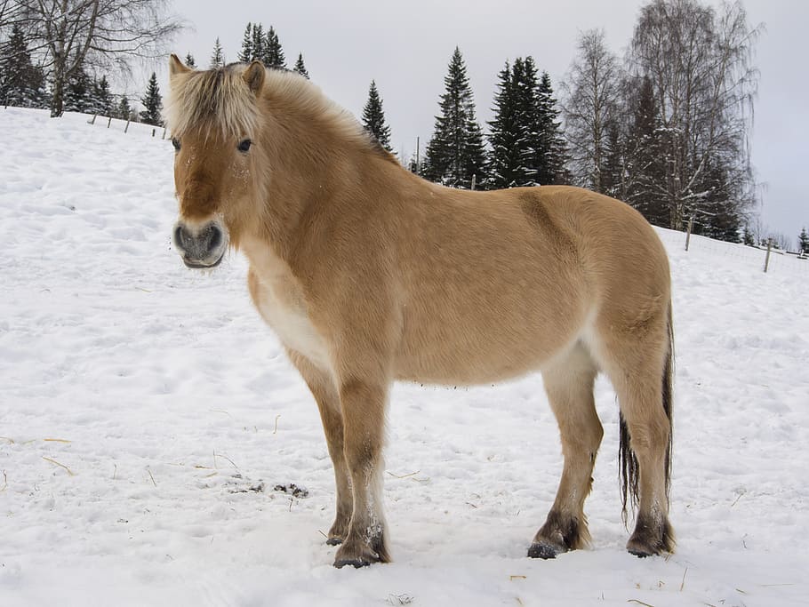 Norwegian Fjord Horse, Norwegian Fjord Horse Freshness Earth Stock ...