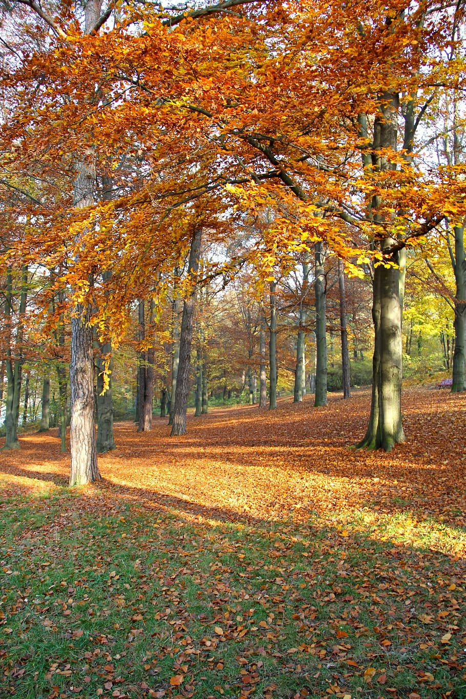 Autumn, Leaves, Trees, leaf, change, nature, scenics, plant HD wallpaper