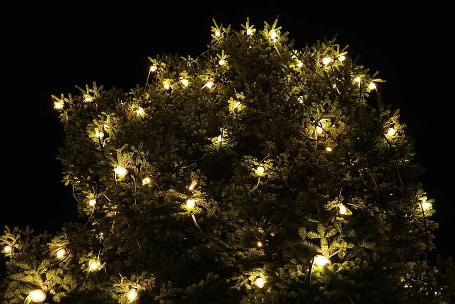 Christmas, Tree, lichterkette, lighting, christmas tree, fir HD wallpaper