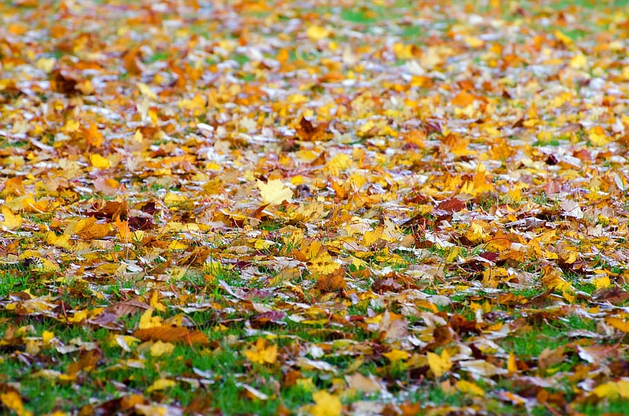 leaf, leaves, background, grass, autumn, seasons, nature, natural HD wallpaper