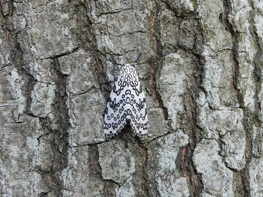 moth, bug, insect, wing, nature, summer, tree, bark, trunk HD wallpaper