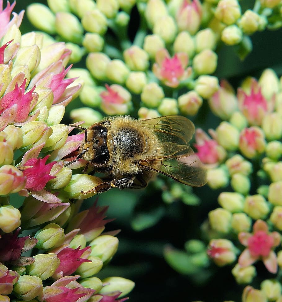 bee, blossom, bloom, close, pollination, macro, insect, plant HD wallpaper