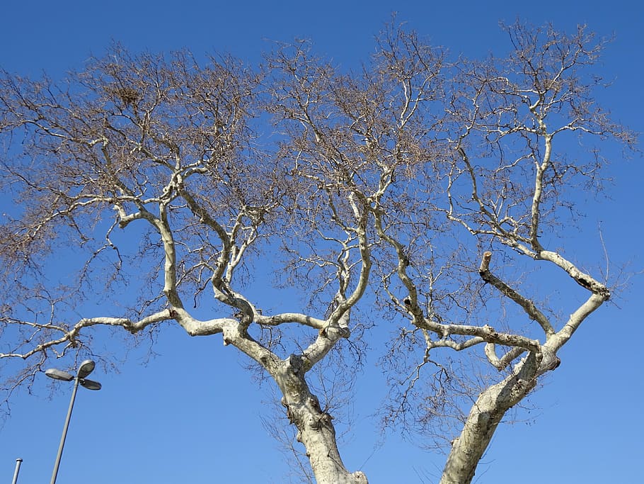tree, branches, blue, nature, sky, clear sky, low angle view HD wallpaper