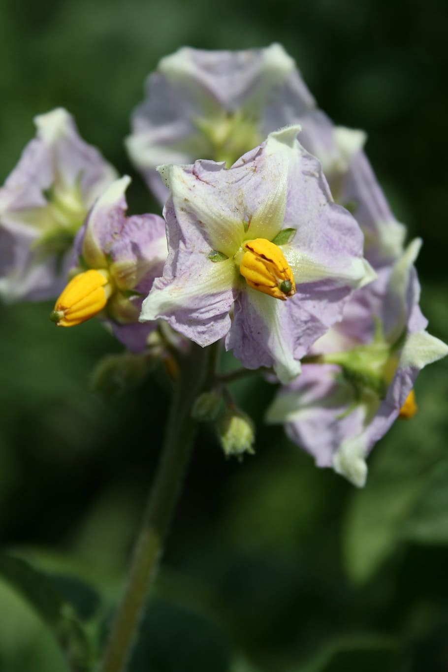 potato, flower, nature, plant, petal, close-up, springtime, HD wallpaper