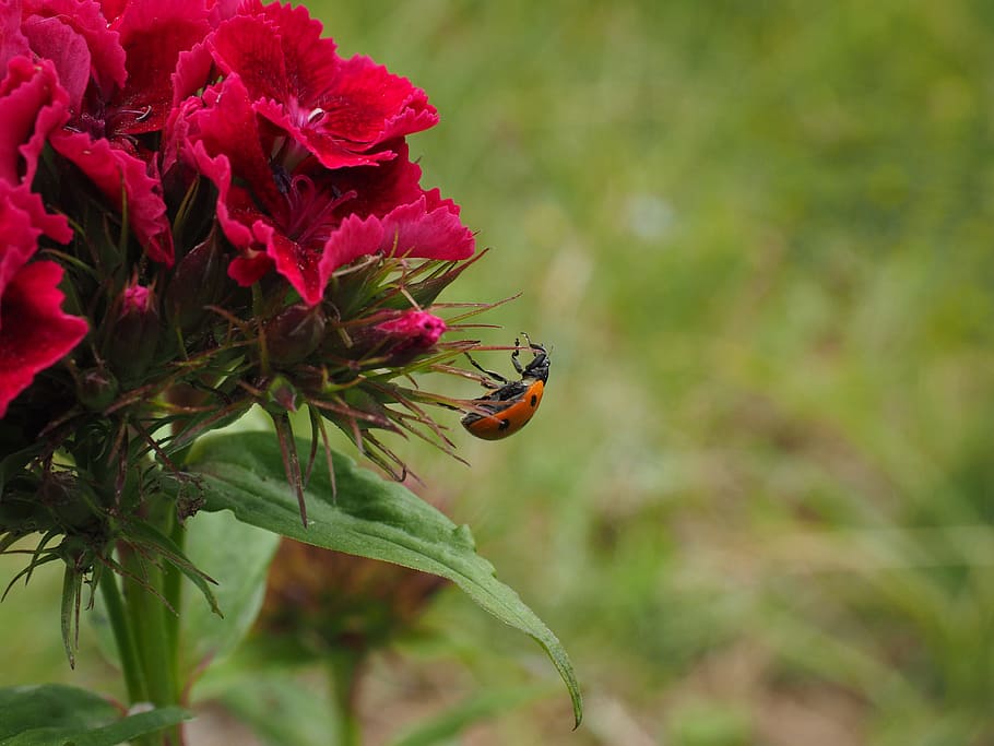 Ladybug, Coccinellidae, Beetle, Elytron, siebenpunkt ladybird HD wallpaper