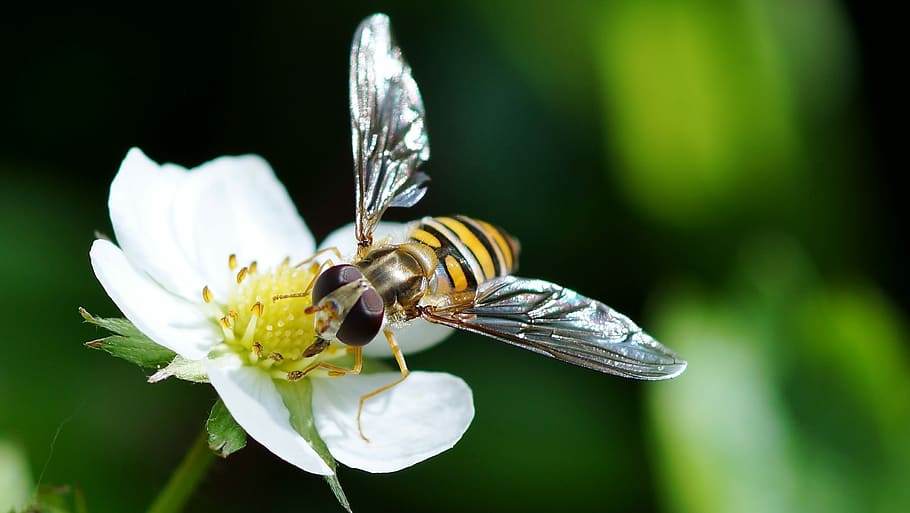 insect, nature, bee, pollination, animal themes, invertebrate HD wallpaper
