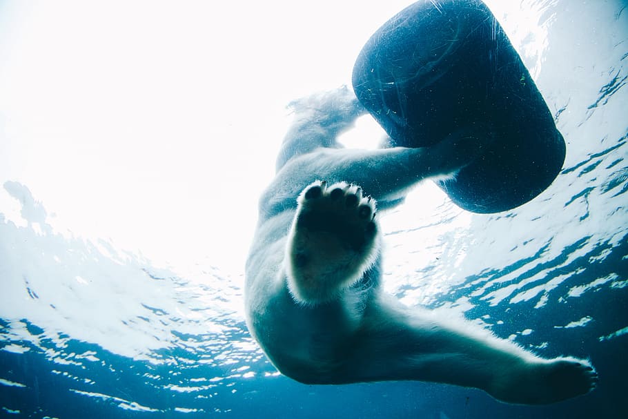 polar bear holding barrel underwater, winter, ocean, wild, forest HD wallpaper