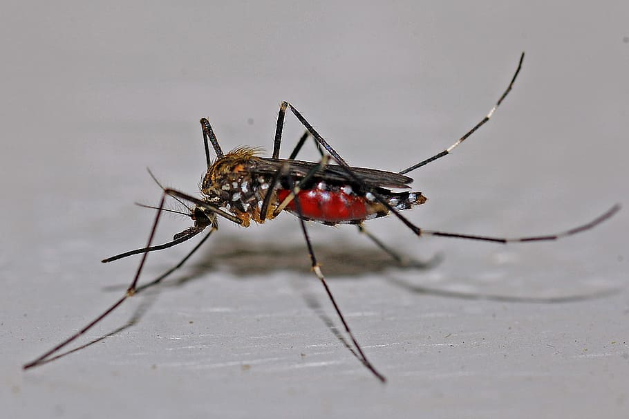 beige and black tiger mosquito close-up photo, Insect, Macro