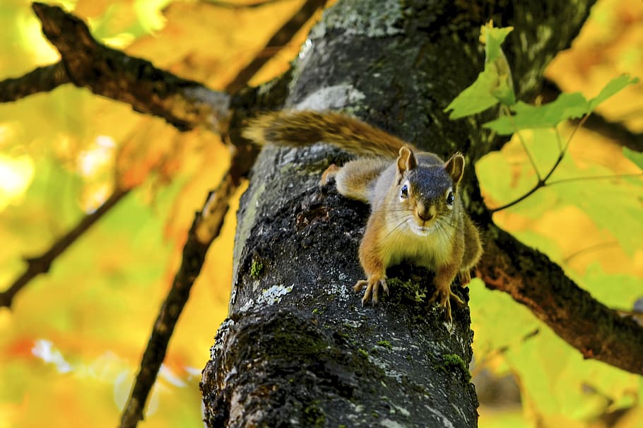 squirrel, fall, québec, tree, animal themes, animal wildlife HD wallpaper