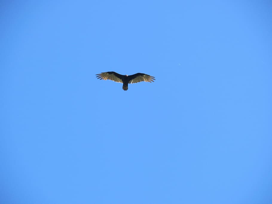 Sky, Blue, Blue, Summer, Calm, Bird, Fly, one animal, animals in the wild HD wallpaper