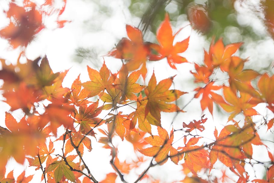 maple, autumn, red leaves, plant part, change, leaf, orange color HD wallpaper