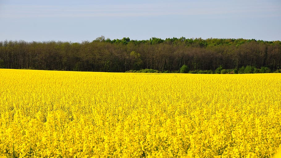 Rape, Spring, Canola, Field, Yellow, canola field, nature, oilseed Rape HD wallpaper