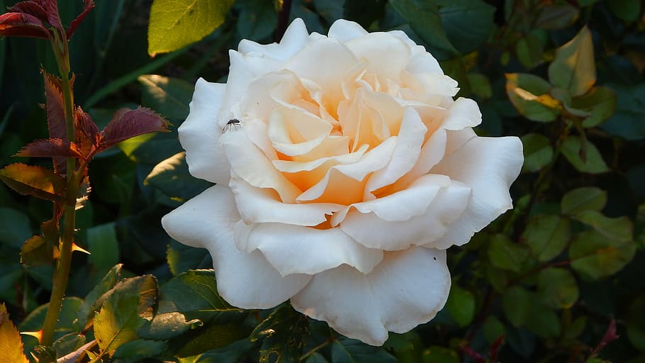 rose, flower, yellow roses, plant, flowering plant, beauty in nature HD wallpaper