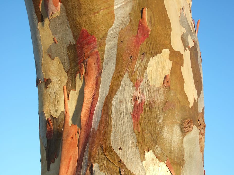 tree bark, australia, eucalypt, colorful, sky, art and craft HD wallpaper
