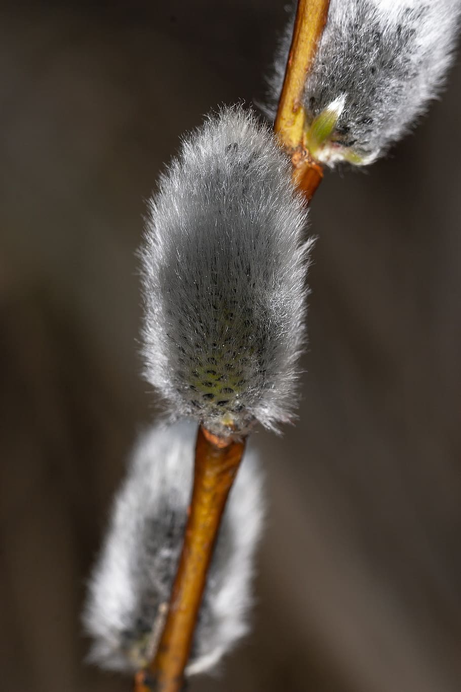 willow, pajunk, spring, nature, plant, bloom, close-up, flower