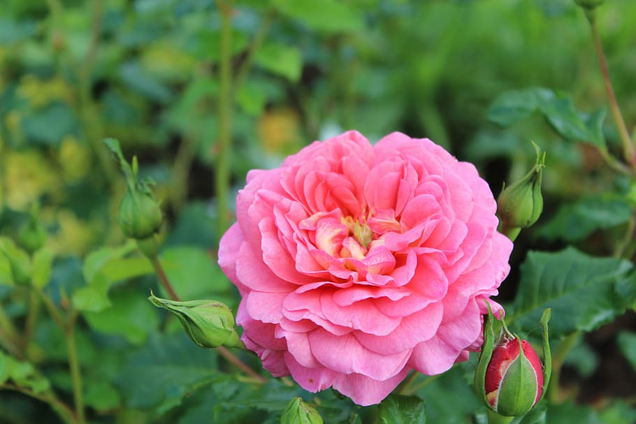 flowers, rose, blossom, bloom, pink, nature, rose blooms, pink rose HD wallpaper