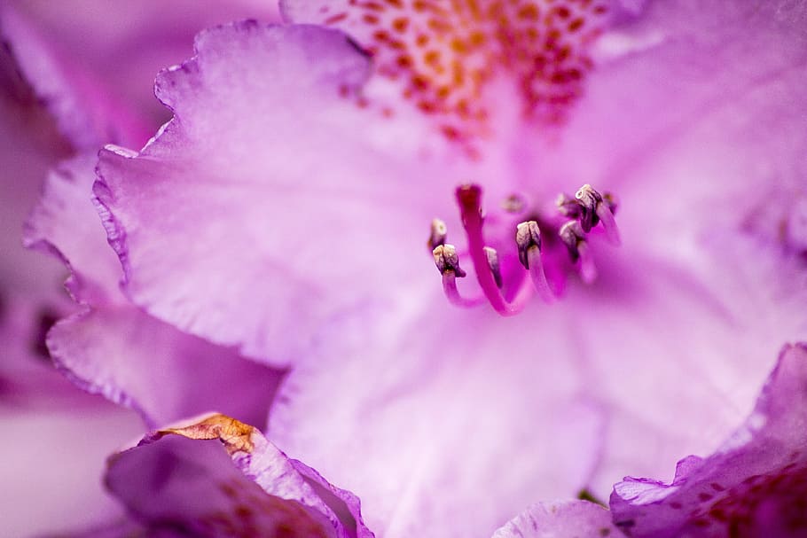 Flower, Macro, Close Up, Flora, Bloom, open, pink, purple, nature HD wallpaper
