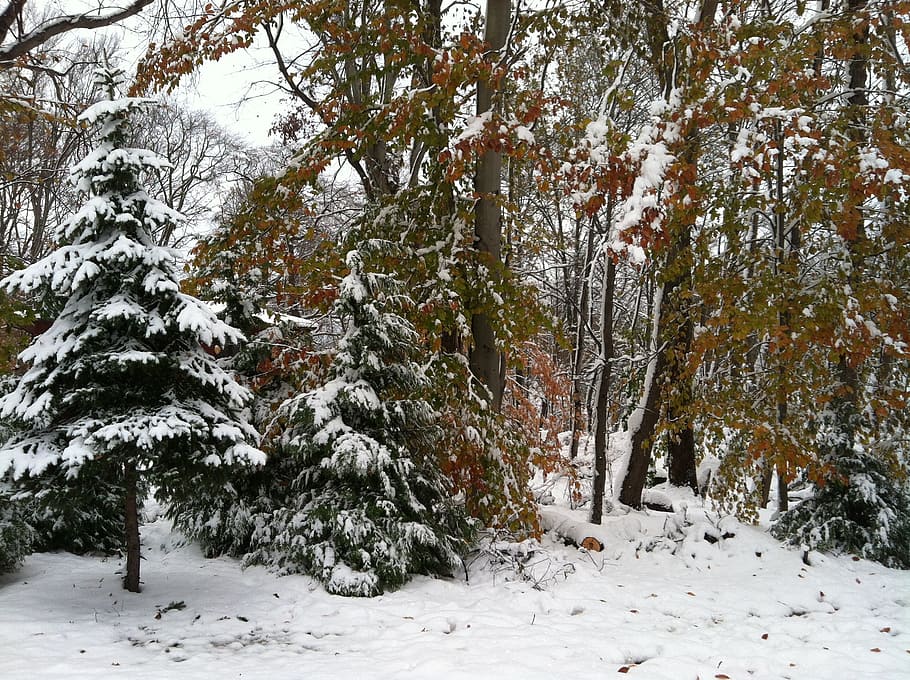 snow, trees, winter, cold, nature, landscape, cold temperature HD wallpaper