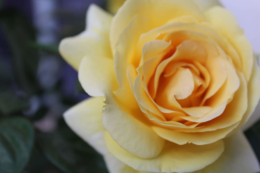 Selective Focus Photography of Yellow Rose, anniversary, beautiful HD wallpaper