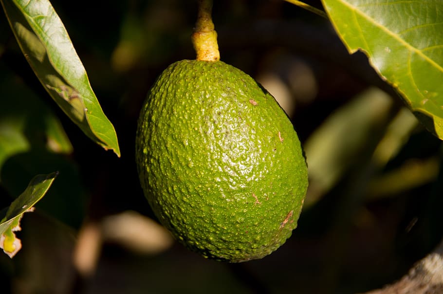 green avocado fruit, Hass Avocado, Fruit, Tree, growing, close-up HD wallpaper