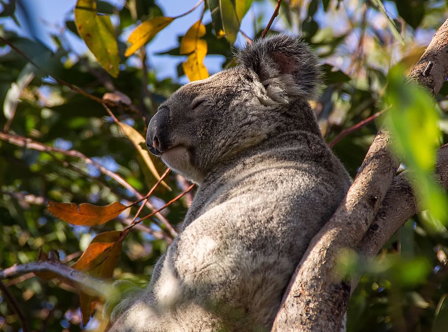 koala, bear, australia, queensland, marsupial, wild, tree, rainforest HD wallpaper
