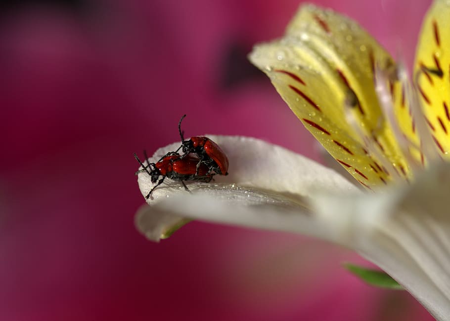 petals, insecta, multiplication, pair, flower, drops, white HD wallpaper