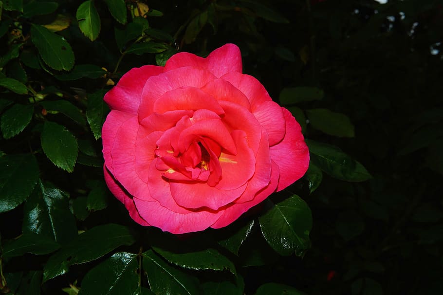 flower, blossom, bloom, close, red, plant, fiore, love, friendship HD wallpaper