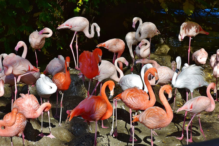 flock of orange and white flamingos, bird, pink, bill, plumage HD wallpaper