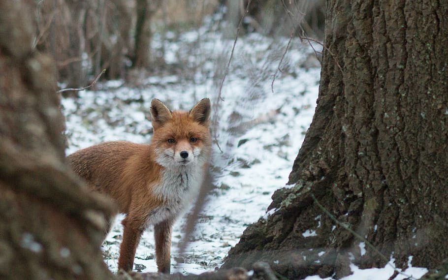 brown fox on snowfield beside the tree, fuchs, winter, nature HD wallpaper