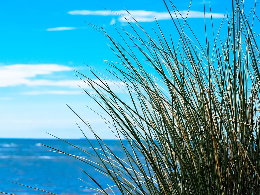 green grass near ocean, sea, sky, grasses, clouds, sun and sea HD wallpaper
