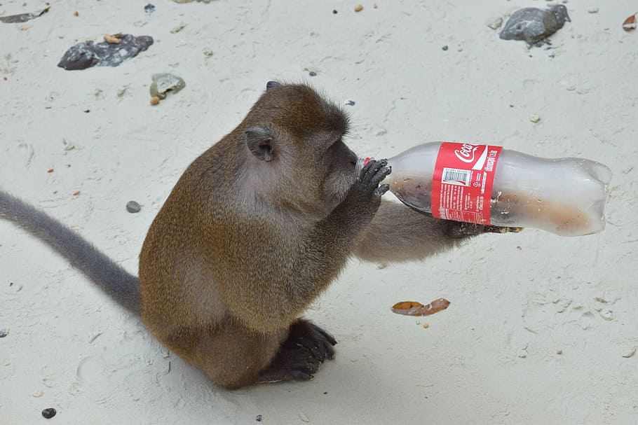 animal, monkey drink, bottle, animal themes, mammal, animal wildlife HD wallpaper