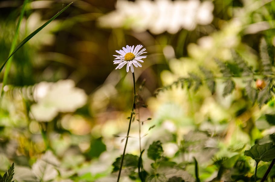 flower, daisy, plant, spring, nature, geese flower, meadow HD wallpaper