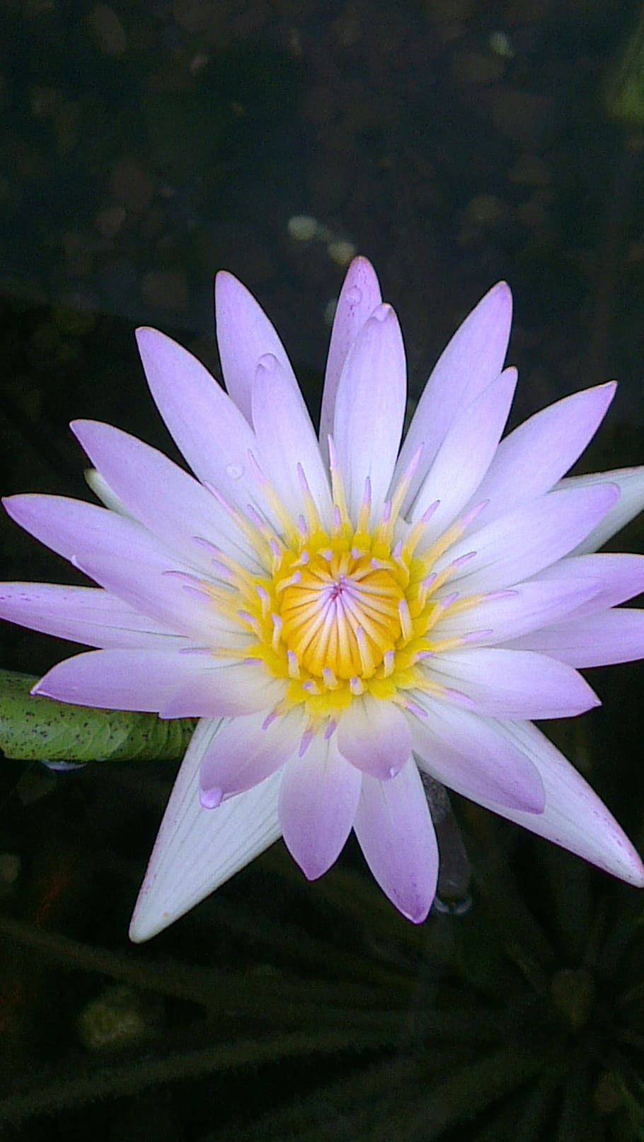 flower, lotus, nature, flowering plant, vulnerability, fragility HD wallpaper