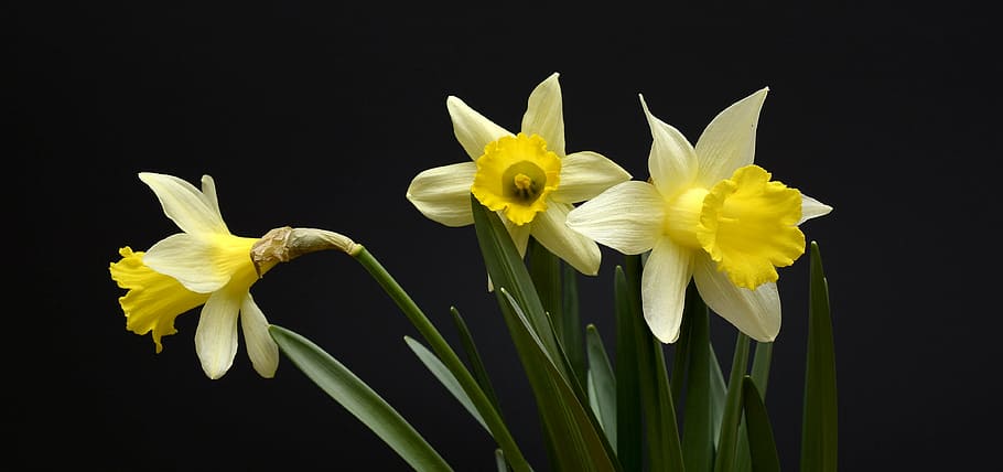 shallow focus photo of white petaled flower, daffodils, flowers HD wallpaper
