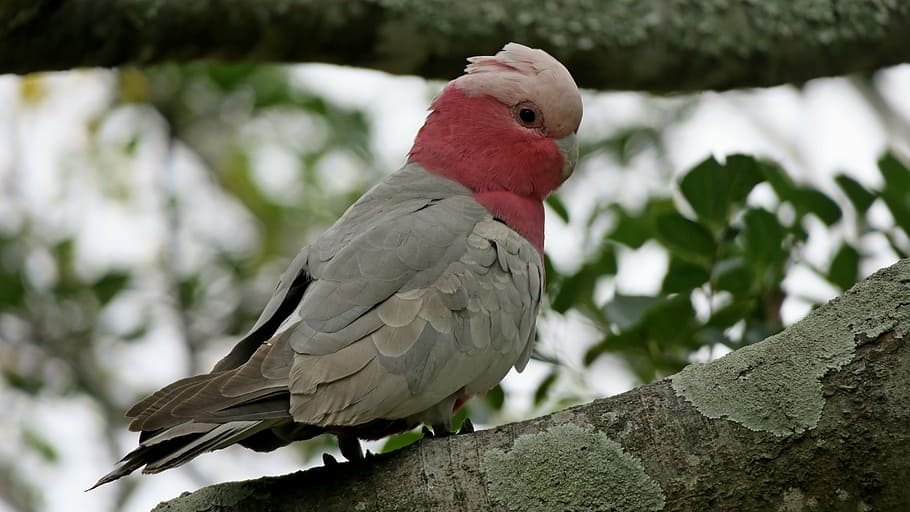 bird, galah, australia, animal themes, vertebrate, animal wildlife HD wallpaper