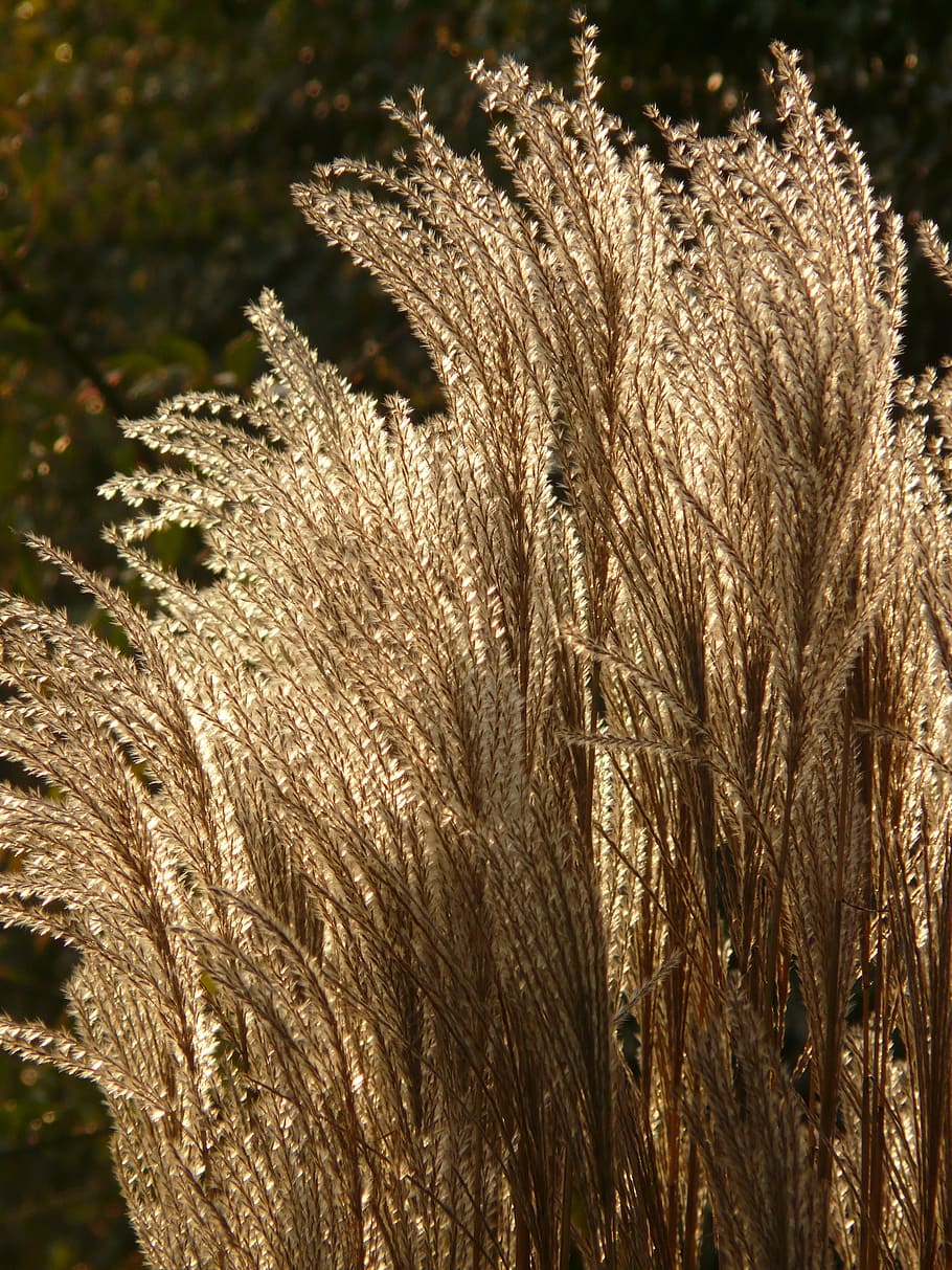 Miscanthus, Miscanthus Sinensis, back light, licorice, poaceae HD wallpaper