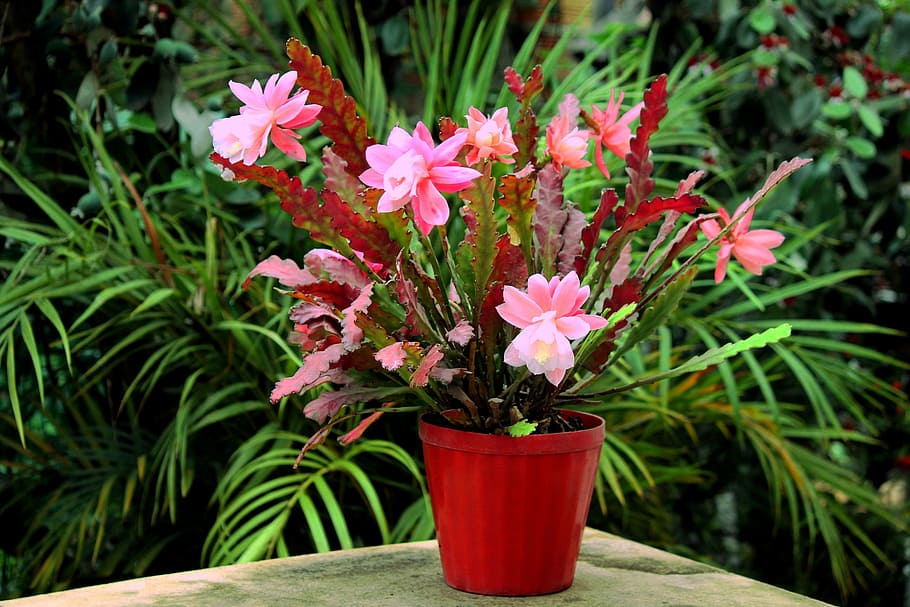 cactus, flowered, bloom, thorns, pink, flowers, exotic, flowering cactus HD wallpaper