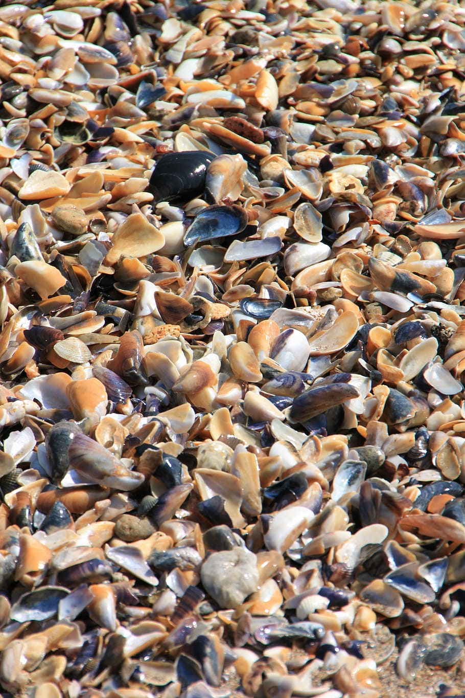 Clam, Sea, Shells, Beach, shellfish, seafood, marine, mollusk HD wallpaper