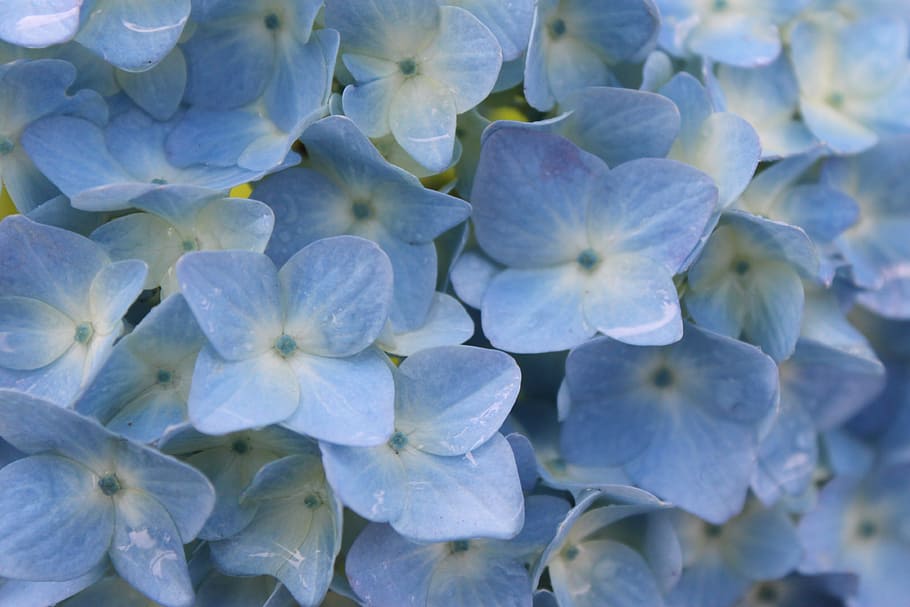 Blue Hydrangea Wallpaper  Ornamental Florals  Milton  King