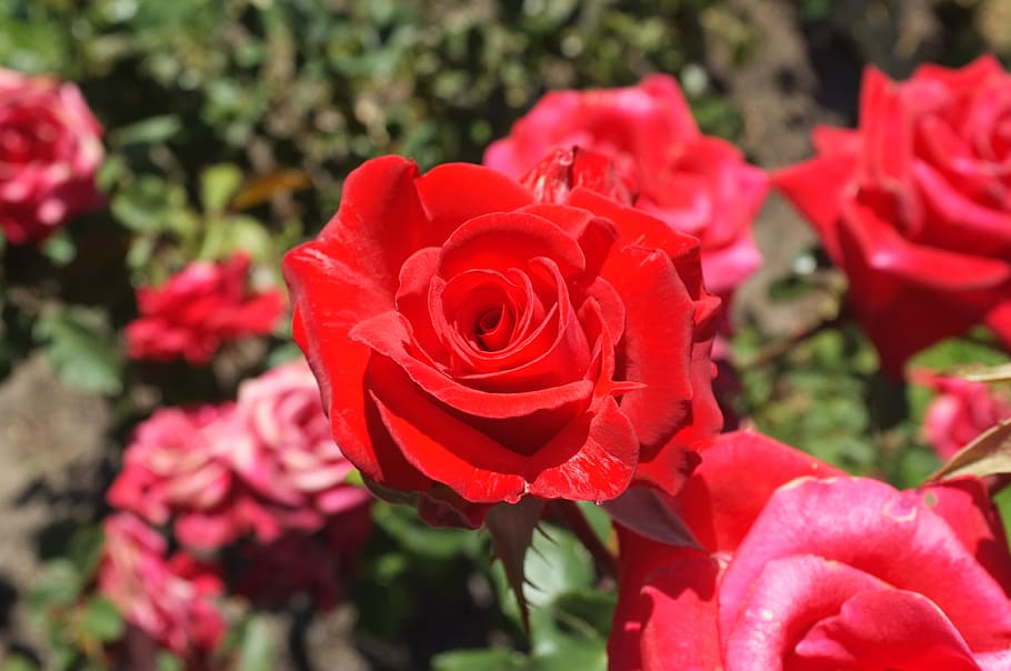 Rose, Red, Flowers, Safflower, flowers safflower, rose - Flower HD wallpaper